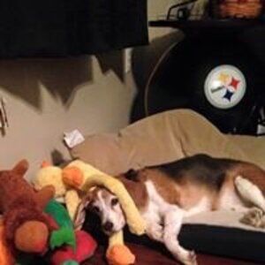 Meet your Posher, Roger